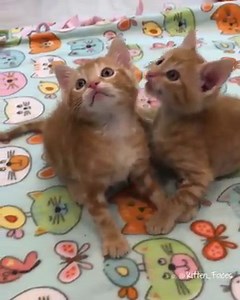 That belly :) (courtesy: Barb @kitten_faces) | Love Meow