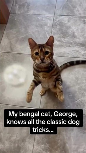 Bro installed the wrong software 😭#cats