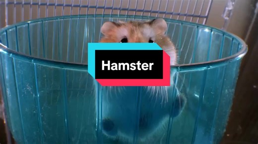 Fascinating Facts About Hamsters: Species, Behavior, Lifespan, Reproduction