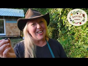 The Best Way to Harvest Blackberries!