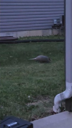 anyone got any good tips on a 'Dillo call?? #wildlife #urbanwildlife #armadillos