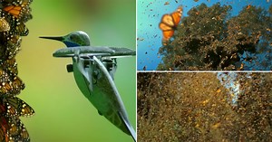 Hummingbird 'Spy' Drone Captures Stunning Video from Inside a Monarch Butterfly Swarm