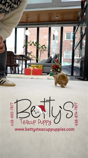 CINNAMON | Betty Teacup Puppies
