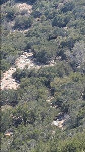 A Brown Bear in the San Bernardino Mountains #hiking #deividasstrole #california