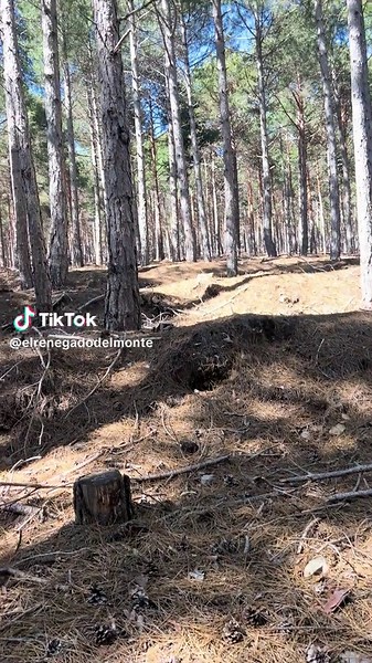 Boletus Pinicola: Discover the Delicious Strobilomyces