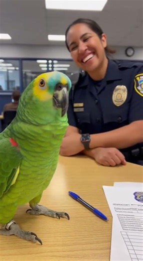 Cookie Theft! The Parrot Reporting a Crime at the Police Desk” 🦜🍪🚔😂