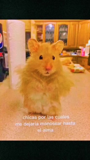 #tu #manosear #respeto #couples #hamsters