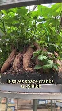 Sweet Potatoes Grow in AIR? Hydroponic Magic!#planttips #tiktokhacks #gardeningtips