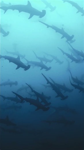 Hammerhead Swarm shot on MISSION 1 PRO 🎬 Tamir Daniel #GoPro