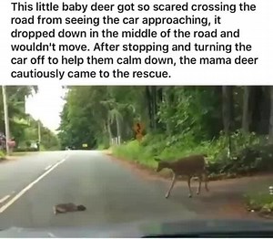 This little baby deer got so scared crossing the road from seeing the car approaching, it dropped down in the middle of the road and wouldn't move. After stopping and turning the car off to help them calm down, the mama deer cautiously came to the rescue. - iFunny