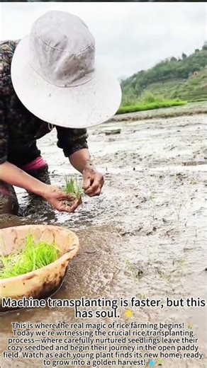 Rice Transplanting: From Seedbed to Paddy Field! 🌾💧