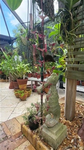 Gongora atropurpurea with a very powerful divine clove fragrance. spike is 3.5" (over 1 meter) long
