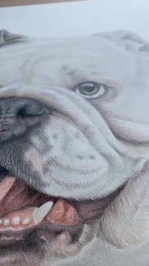 Who was surprised at the end? 😏 #fyp #petportrait #dogsoftiktok #petsoftiktok #bulldogsoftiktok