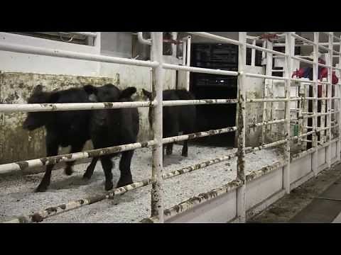 I Am Angus: Jackie Moore, Joplin Regional Stockyards