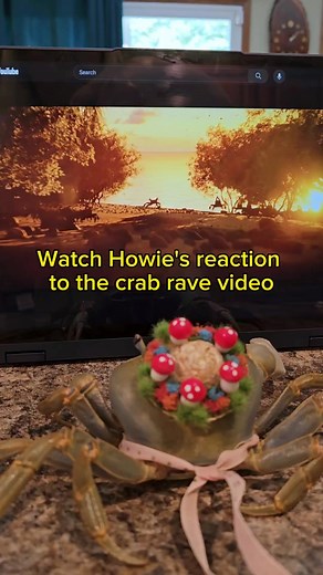 Laura Porter Howie The Crab's Mom on Instagram: "Watch Howie's reaction to the crab rave video. Before anyone asks if she's lonely, her species is solitary and they're known for being cannibalistic. I think Howie would eat her friends lol. She was out of her tank because it was due for a deep cleaning. We're still waiting for her molt #howiethecrab #crabrave #reaction"