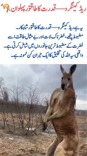 Re KangarooNature’s Bodybuilder#subhanallah #divinecreation#amazingnature #wildlifefact#wildlifefact