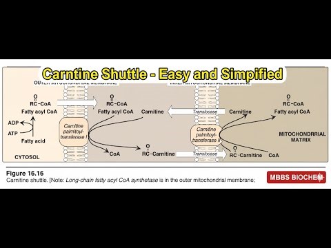 Carnitine Shuttle (Fatty Acid β-Oxidation) | MBBS Simple Explanation