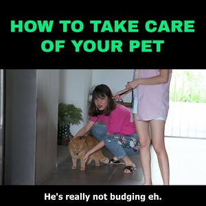 366K views · 3.5K reactions | Have you ever tried walking a cat outdoors 樂 We'll show you how. Catch more episodes of Guide The Goondu on @Nubbad TV: bit.ly/guidethegoondu | SGAG | Facebook