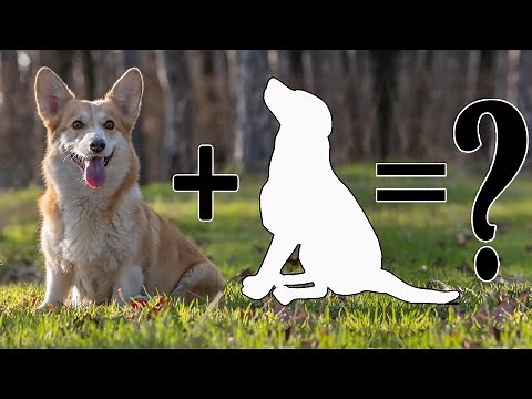 Top 10 Extraordinary Corgi Dog Mix Breeds | Best Pembroke Welsh Corgi Cross Breeds | Corgi Mixes