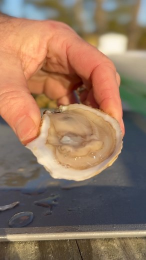 28K views · 2.2K reactions | Canadian oyster taste test, eh #oysters #oystertastetest #raspberrypointoysters | By the Water | Facebook