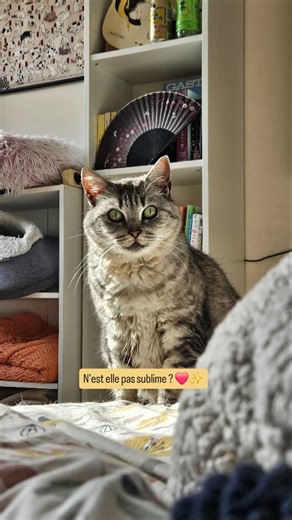 Chaque jour, Mikeu nous fait un peu plus confiance ❤️✨️ Son passé sur le site de prolifération où elle est née, et a vécue cachée dans les ronces, est derrière elle... Et vous, avez-vous déjà sauvé un chat craintif et vécu ce processus merveilleux qu'est la sociabilisation ? Nous rêverions de pouvoir offrir la même chose à tous les chats errants, souvent considérés comme trop "sauvages" pour être aidés et recueillis... Merci à nos merveilleuses Familles d'Accueil de permettre les sauvetages, et 