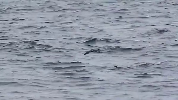Streaked shearwater (Calonectris leucomelas) flying low and landing on water