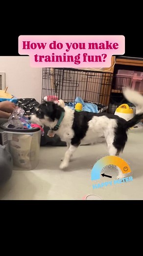 When you have a dog who’s very sensitive and doesn’t like being handled, how do you make something like muzzle training fun? For little Piper here, some things that have helped include interspersing easy tasks throughout training; having an alternative “just give me a treat” behavior always available, and chasing treats down between reps. What ways have you found to make training challenges more fun for your sensitive dog? | Dogkind LLC