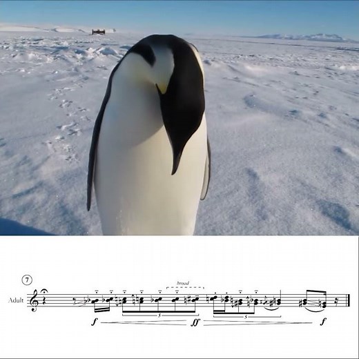 Emperor Penguin: Vocalizations in Sheet Music
