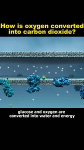 How is oxygen converted into carbon dioxideknowledge oxygen carbondioxide tiktok fyp Principle888 | science.enthusias