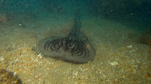 【转载】单鳍电鳐科最大物种 艾氏华丽电鳐 Electrolux addisoni