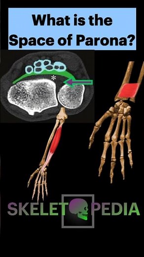 What is the Space of Parona? #Shorts #Radiology #OrthopedicSurgery