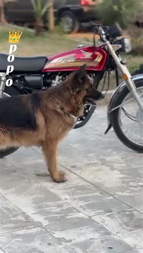 POPO KING: Celebrating Charli on TikTok