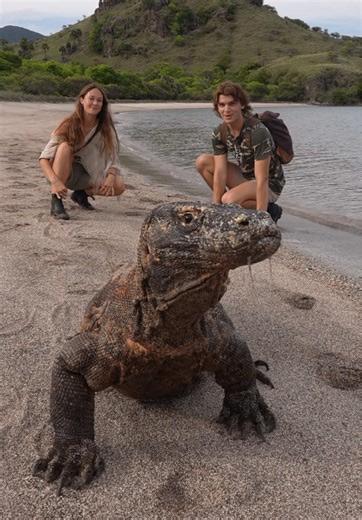 Meet the Komodo Dragon, the largest lizard on our planet! ‼️ With a venomous bite, potent enough to take down a buffalo. This is not a creature you want to mess with. 🤯 #komododragon #komodoisland #animals #dinosaur #jurassicpark