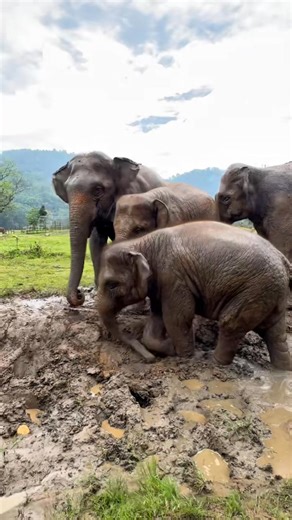 Have you ever wondered what elephants do when it rains? 🌧️🐘 Here’s a glimpse of how the elephants at Elephant Nature Park respond to a downpour. When the rain begins to fall, it’s like a signal for them to come out and play splashing in puddles, rolling in the mud, running around with excitement, and gathering together in joyful communion. It’s the beauty of freedom a place where elephants can truly be elephants again. 💚 A heartwarming moment as we bid farewell to the rainy season and welcome