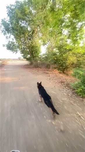 Fast running German shepherd #germanshepheard #dog