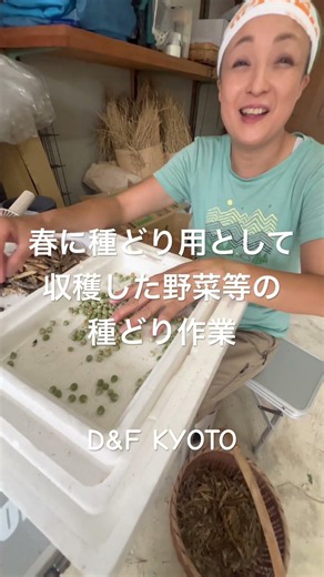 京丹波自然農 無農薬・無化学肥料 種どり作業 D&F KYOTO #京丹波 #家庭菜園 #自然農 #自然栽培 #農業