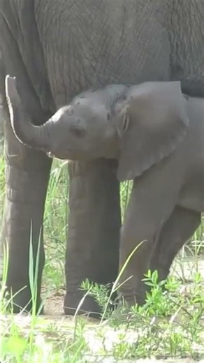 CUTEST Baby Elephant Trying to Use His Trunk for the FIRST Time! 🥺🐘