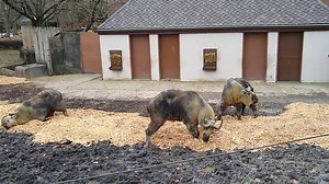 41K views · 570 reactions | That's what I'm *takin* about. Watch our three takin having a ball with some fresh wood chips for enrichment! They love to rub and scratch all over the chips. Make sure to visit the boys over winter break - they're outside and active all winter long at the Zoo's Asian Highlands habitat. https://buff.ly/2MyjJnV | Cleveland Metroparks Zoo | Facebook