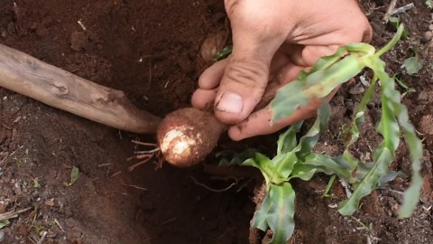 Primitive Bathing With Natural Plant Soap 🧼