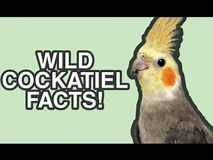 Cockatiel Facts - Wild Side of Pets!