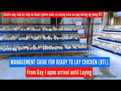 Management guide for ready to Lay Chicken (RTL) from day 1 upon arrival until laying