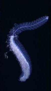 Siphonophore — the grizzly bear of squishy things