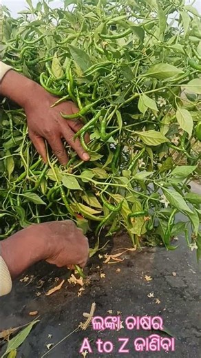 Chilly farming A to Z in new technique @Amarfarming #farming #agriculture #shorts