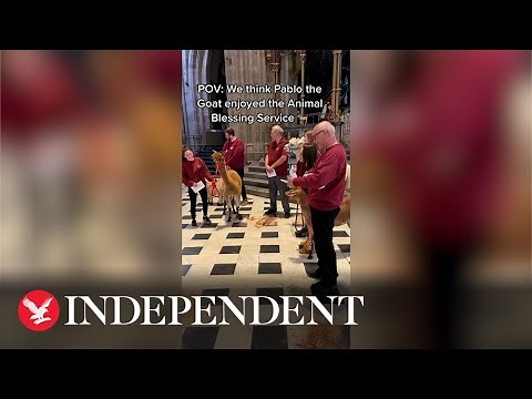 Goat sings in Worcester cathedral during animal blessing service