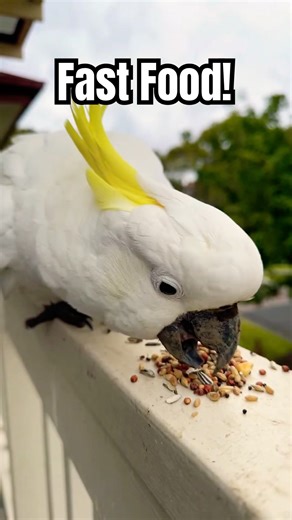 Satisfying cockatoo seed eating ASMR #birdsounds #peaceful #wildlife