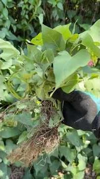 Sweet Potato Update 🍠