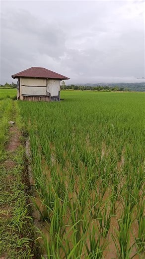 21 DAT 2nd fertilizer application at spraying insecticide inulan after 2hours matapos mag abono at mag spray Ng insectide 😁 #farmersmarketsareessential #Agriculture2025 #farmerlife #FarmingSolutions #farmequipmentforsale #agriculturetechnology #Frontier #herbecide #SustainableFarming | Glen M Ibanez