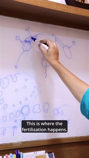 Fertile Window Calculation Part - 3 | The Life Tree