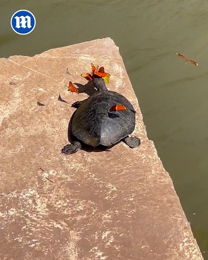 Attack of the Butterflies! 🦋 | Daily Mail Video