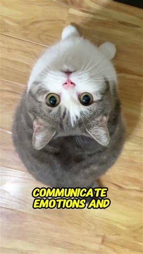 Cat Tail Explained: The Most Sensitive Part of Their Body